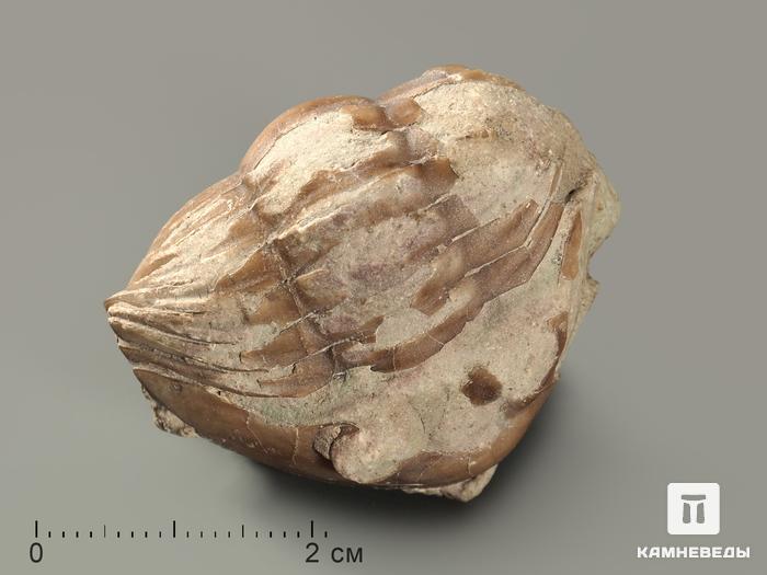 Трилобит Asaphus sp., 3,9х3,3х2,4 см, 5698, фото 1