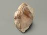 Трилобит Asaphus sp., 3,9х3,3х2,4 см, 5698, фото 2