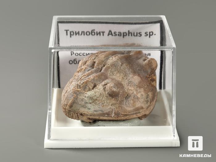 Трилобит Asaphus sp. в пластиковом боксе, 3,7х2,6х2,3 см, 5700, фото 2