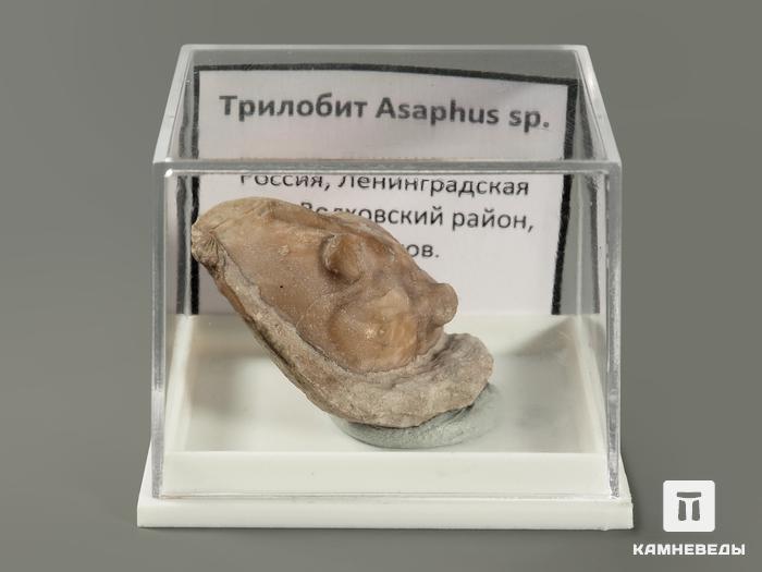 Трилобит Asaphus sp. в пластиковом боксе, 3х2,3х1,5 см, 5705, фото 2