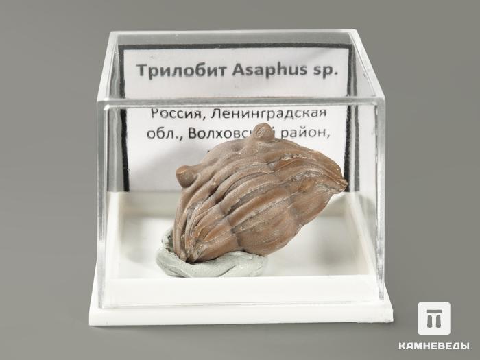 Трилобит Asaphus sp. в пластиковом боксе, 2,7х2,1х1,4 см, 5701, фото 2