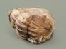 Трилобит Asaphus sp. в пластиковом боксе, 2,7х2,1х1,4 см, 5701, фото 3