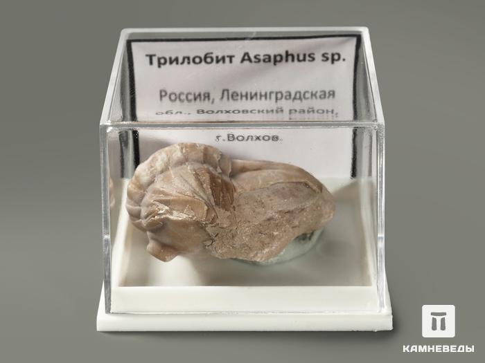Трилобит Asaphus sp. в пластиковом боксе, 3,2х3,1х1,7 см, 5699, фото 2