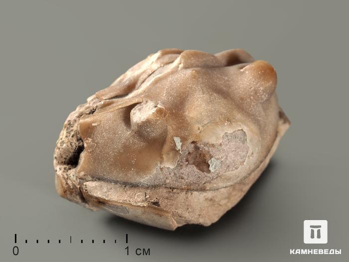 Трилобит Asaphus sp., 2,3х1,8х1,4 см, 3230, фото 1