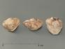 Трилобит Asaphus sp., 2,3х1,8х1,4 см, 3230, фото 3