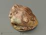 Трилобит Asaphus sp., 3,5х2,7х1,8 см, 8-20/38, фото 1