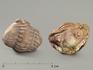 Трилобит Asaphus sp., 3,5х2,7х1,8 см, 8-20/38, фото 2