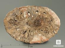 Шишка Araucaria mirabilis окаменелая, 6,5х4,5х1,1 см