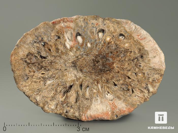 Шишка Araucaria mirabilis окаменелая, 6,5х4,5х1,1 см, 5840, фото 1