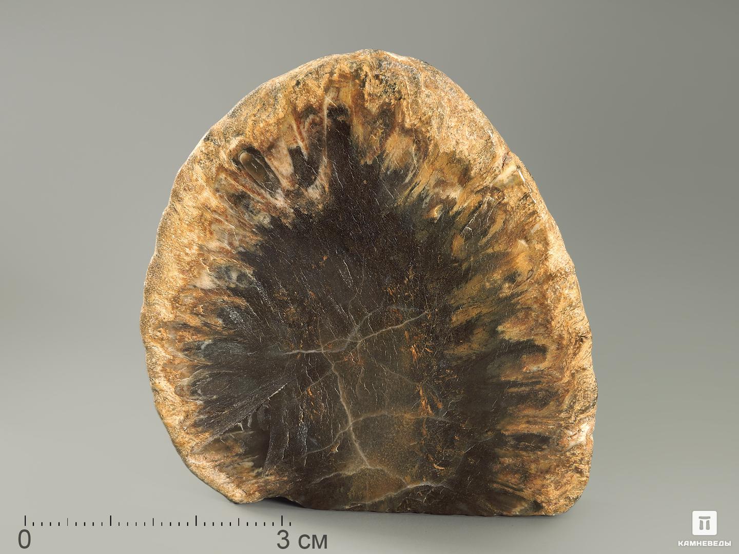 Шишка Araucaria mirabilis окаменелая, 5,5х5,3х1,3 см