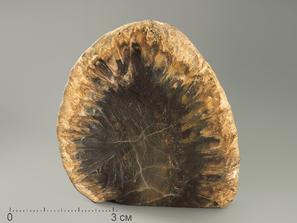 Шишка Araucaria mirabilis окаменелая, 5,5х5,3х1,3 см