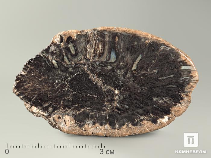 Шишка Araucaria mirabilis окаменелая, 6,1х3,6х0,6 см, 5838, фото 1