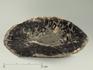 Шишка Araucaria mirabilis окаменелая, 6-7 см, 5837, фото 2