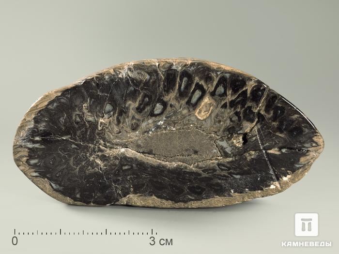 Шишка Araucaria mirabilis окаменелая, 6-7 см, 5837, фото 2