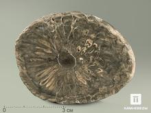 Шишка Araucaria mirabilis окаменелая, 6,8х5,3х1,4 см