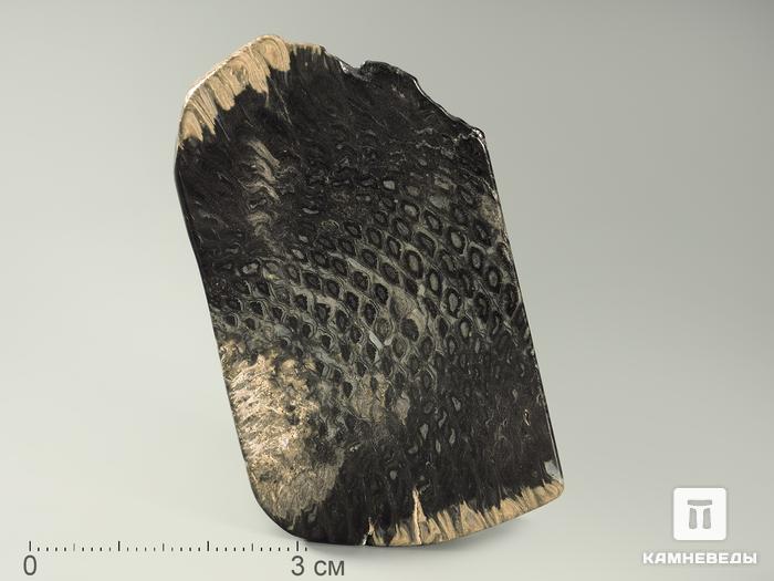 Шишка Araucaria mirabilis окаменелая, 6-7 см, 5837, фото 1