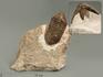 Трилобит Delphasaphus delphinus (Lawrow, 1856), 20,5х18,5х6,4 см, 5771, фото 1