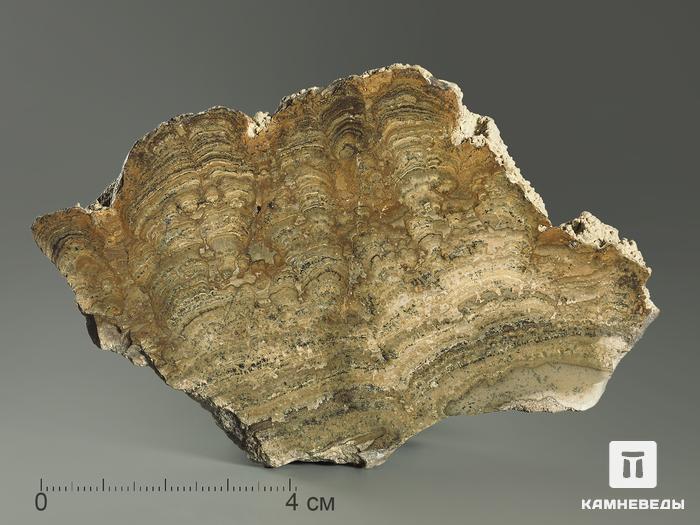 Строматолиты Chlorellopsis coloniata из Крыма, полированный срез 10х6,5 см, 5843, фото 1
