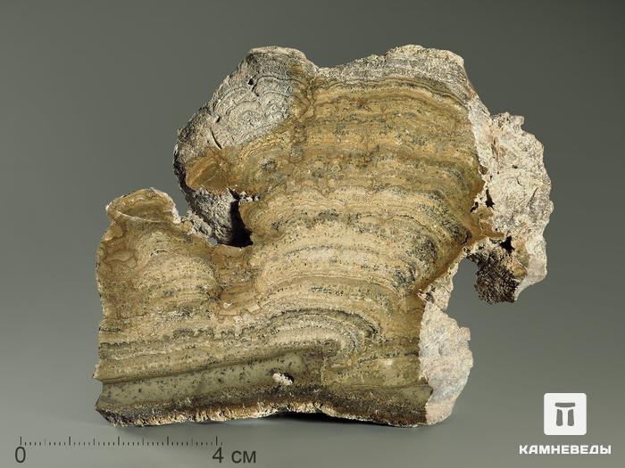 Строматолиты Chlorellopsis coloniata из Крыма, полированный срез 10х6,5 см, 5843, фото 2