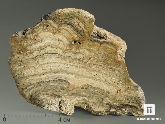 Строматолиты Chlorellopsis coloniata из Крыма, полированный срез 10х8 см, 5842, фото 1