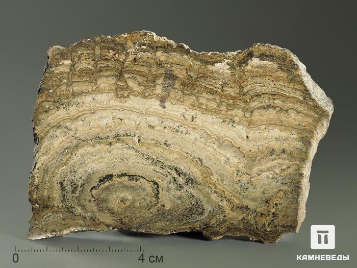 Строматолиты Chlorellopsis coloniata из Крыма, полированный срез 10х6,5 см, 5843, фото 3