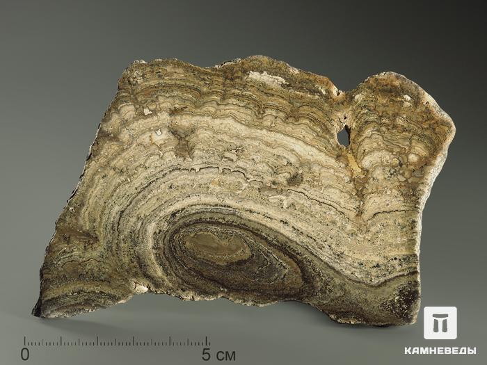 Строматолиты Chlorellopsis coloniata из Крыма, полированный срез 10,5х7,5 см, 5844, фото 1