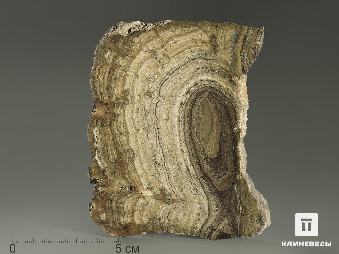 Строматолиты Chlorellopsis coloniata из Крыма, полированный срез 10,5х7,5 см, 5844, фото 2