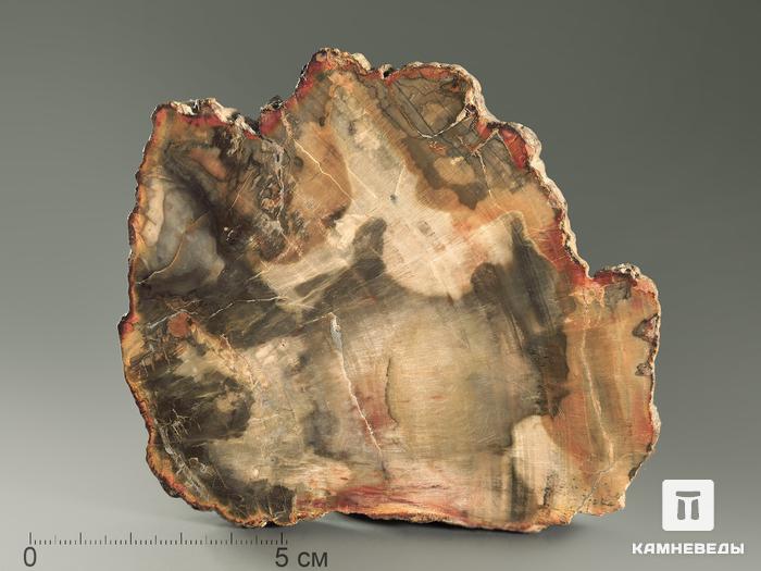 Окаменелое дерево (Araucaria sp.), полированный срез 11х10 см, 5847, фото 1