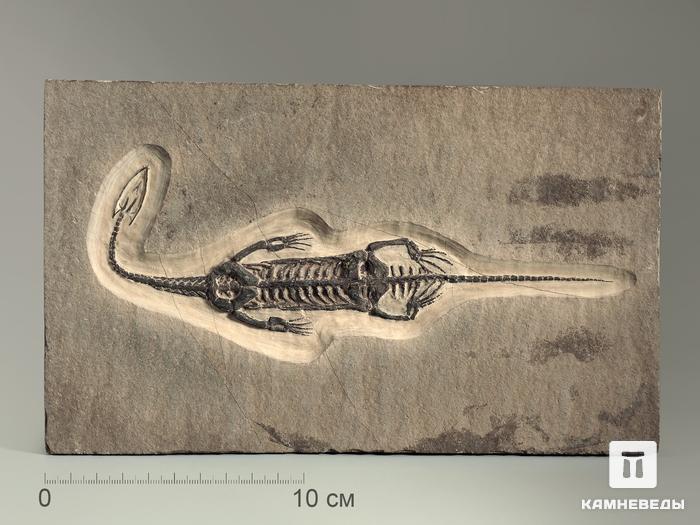 Скелет кейхозавра (Keichousaur hui), 24,3х14,5х1,6 см, 6298, фото 1