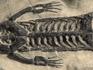 Скелет кейхозавра (Keichousaur hui), 24,3х14,5х1,6 см, 6298, фото 2