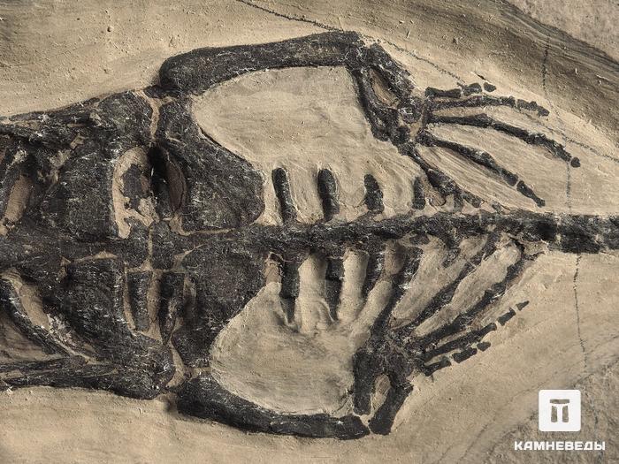 Скелет кейхозавра (Keichousaur hui), 24,3х14,5х1,6 см, 6298, фото 4