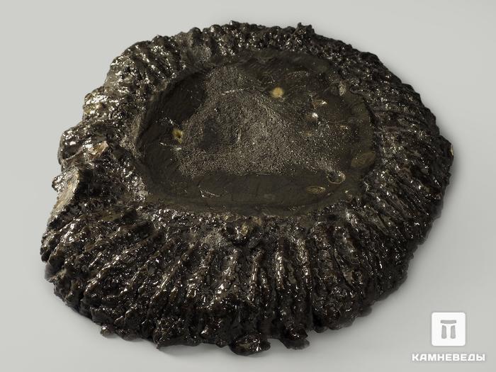 Аммонит пиритизированный на подставке, полированный срез 28х24х3 см, 6164, фото 6