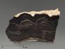 Строматолиты Collumnacollenia sp. из Серпухова, полированный срез 12,2х8,5х5 см, 5868, фото 1