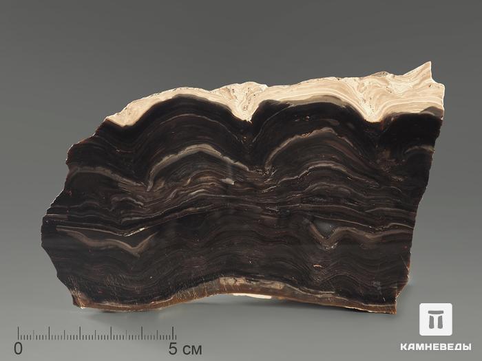 Строматолиты Collumnacollenia sp. из Серпухова, полированный срез 12,2х8,5х5 см, 5868, фото 1