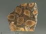Строматолиты Jurusania cylindrica из Катав-Ивановска, полированный срез 10-13 см, 5864, фото 2