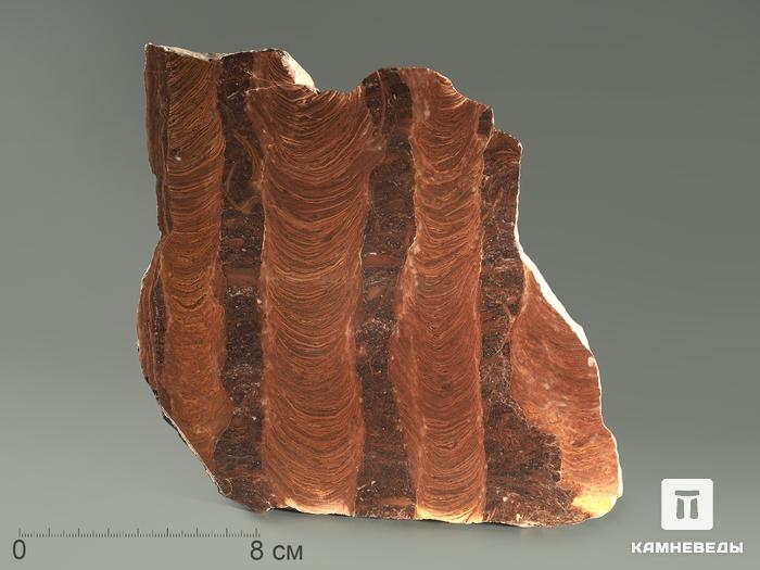 Строматолиты Jurusania cylindrica с реки Инзер, Башкортостан, полированный срез 16,5х15,5х0,9 см, 5866, фото 1