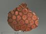Строматолиты Jurusania cylindrica из Асс, Башкортостан, полированный срез 22х22х1 см, 5865, фото 1