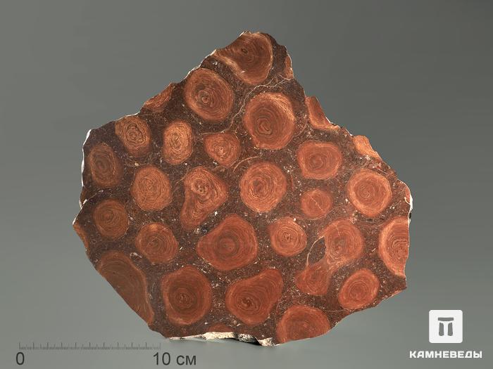 Строматолиты Jurusania cylindrica из Асс, Башкортостан, полированный срез 22х22х1 см, 5865, фото 1