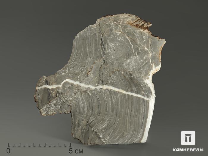 Строматолиты Kussiella kussiensis из Кусы, полированный срез 12х11 см, 5856, фото 1