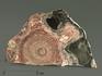 Строматолиты Conophyton circulus с реки Боксон, полированный срез 14х9 см, 5862, фото 2