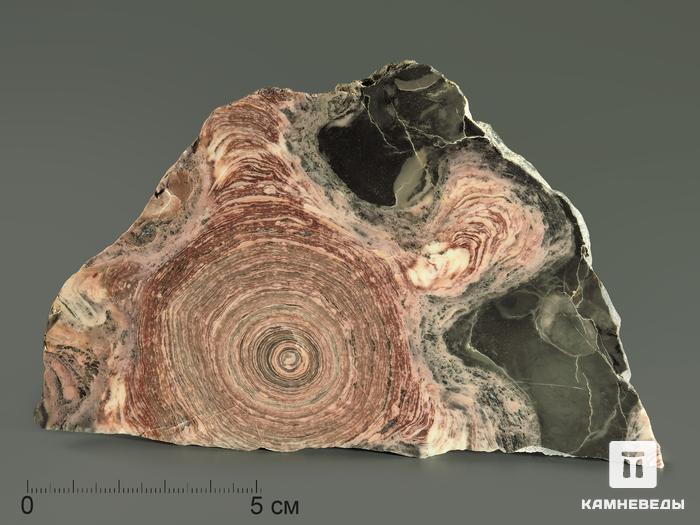 Строматолиты Conophyton circulus с реки Боксон, полированный срез 14х9 см, 5862, фото 2