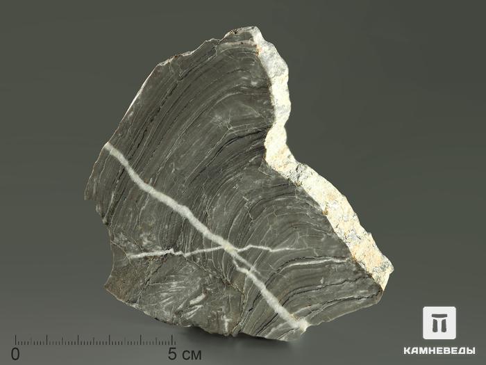Строматолиты Kussiella kussiensis из Кусы, полированный срез 9,5-13 см, 5858, фото 2