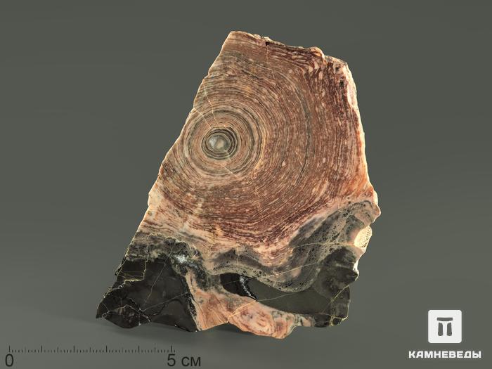 Строматолиты Conophyton circulus с реки Боксон, полированный срез 10-12 см, 5861, фото 2