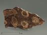 Строматолиты Jurusania cylindrica из Катав-Ивановска, полированный срез 10-12,5 см, 5863, фото 2