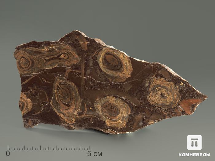 Строматолиты Jurusania cylindrica из Катав-Ивановска, полированный срез 10-12,5 см, 5863, фото 2