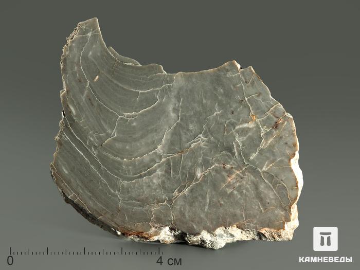 Строматолиты Kussiella kussiensis из Кусы, полированный срез 5,5-10 см, 5857, фото 2