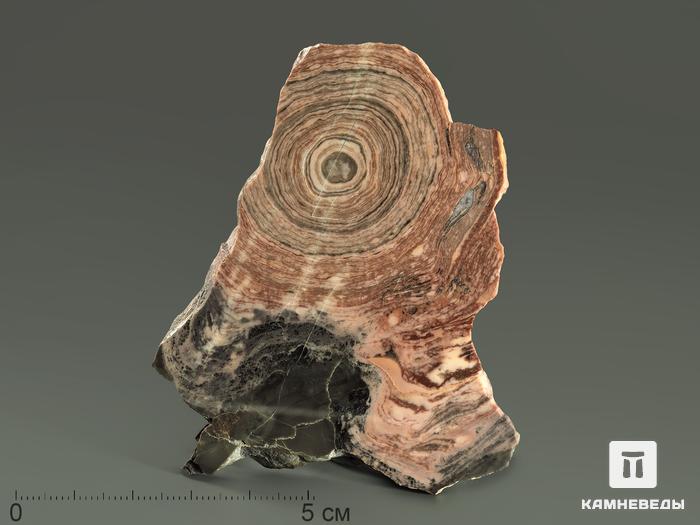 Строматолиты Conophyton circulus с реки Боксон, полированный срез 8,7х6,4х0,9 см, 5860, фото 1