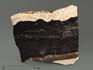 Строматолиты Collumnacollenia sp. из Серпухова, полированный срез 10,8х9,4х1 см, 5867, фото 1