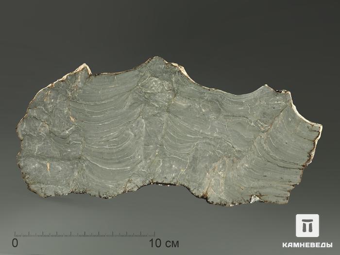 Строматолиты Kussiella kussiensis из Кусы, полированный срез 21,4х9,5х0,8 см, 5859, фото 1