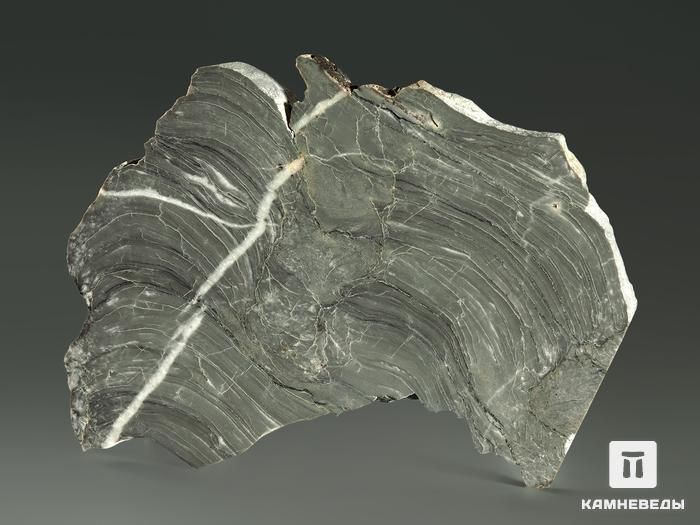 Строматолиты Kussiella kussiensis из Кусы, полированный срез 12х11 см, 5856, фото 2